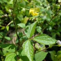 Tragia involucrata L.